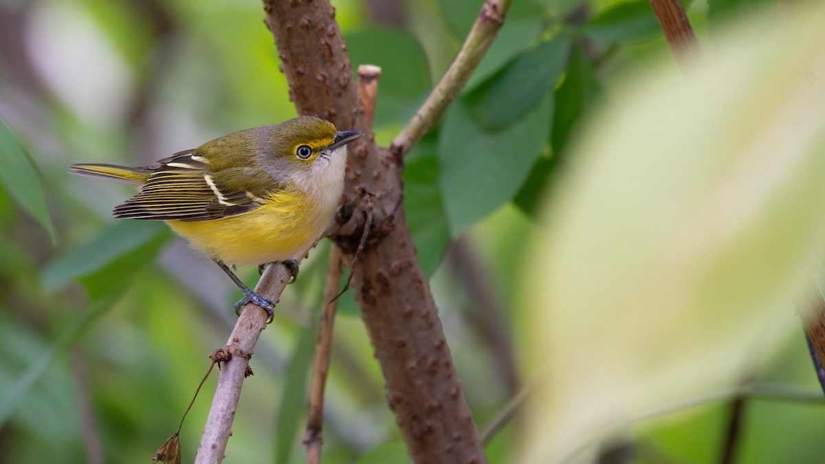 ויראו לבן-עין - ML644806591