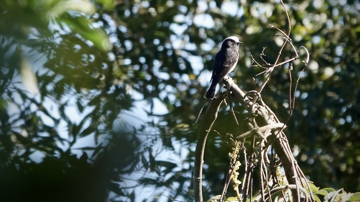 pendeltyrann - ML644806594