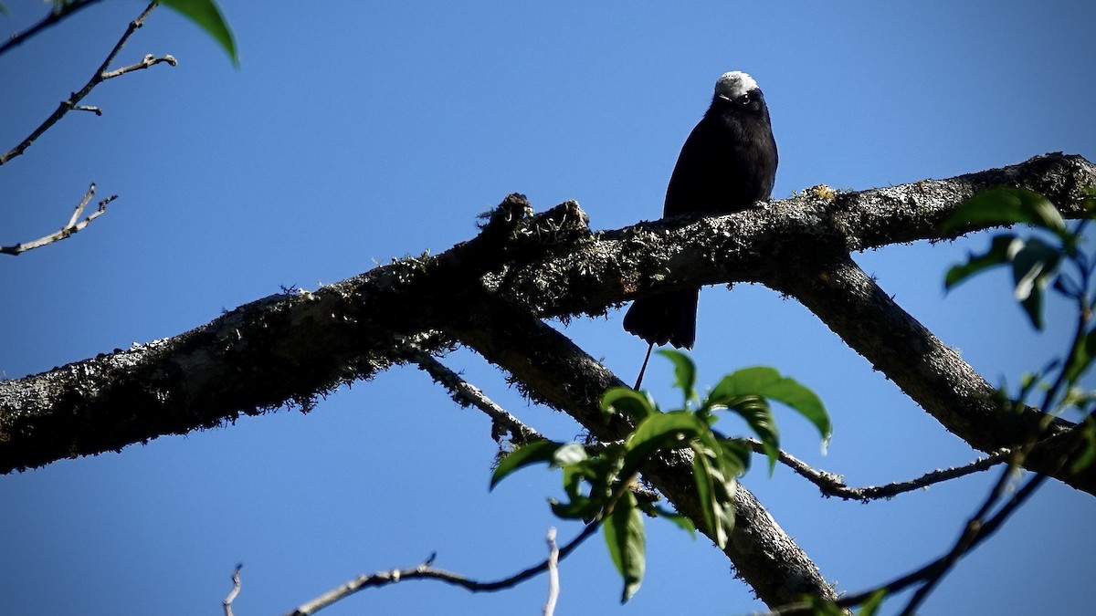 pendeltyrann - ML644806598