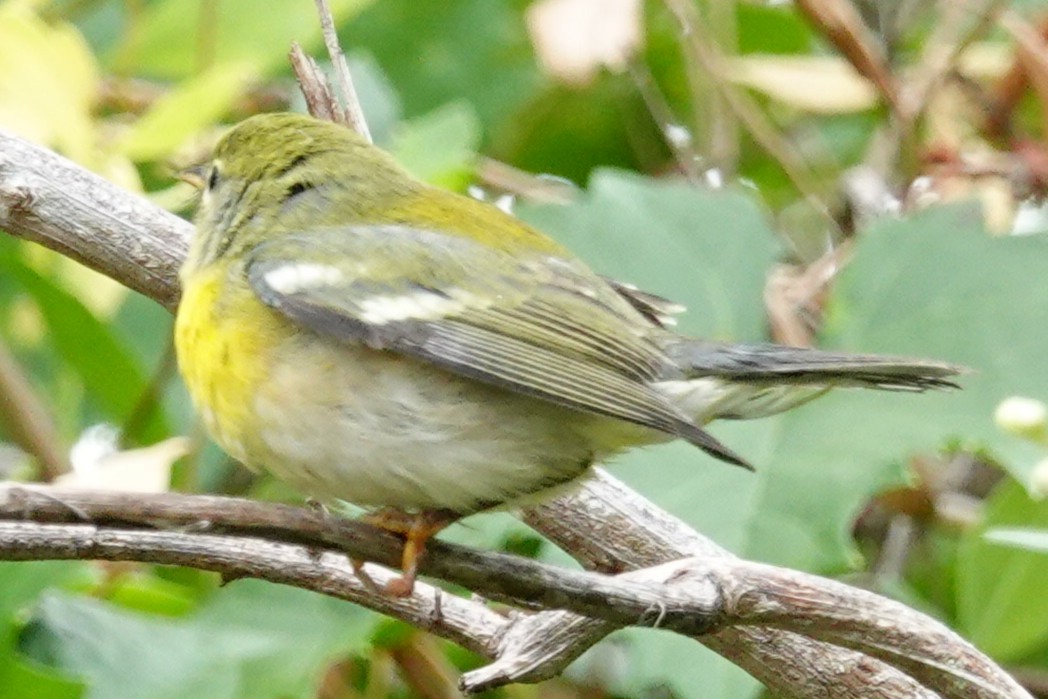 Northern Parula - ML644806599