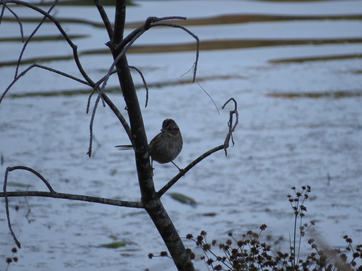 Chingolo Pantanero - ML644806606