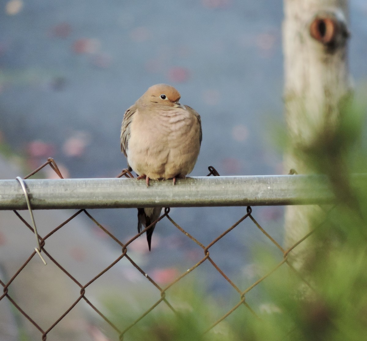 sørgedue - ML644806608