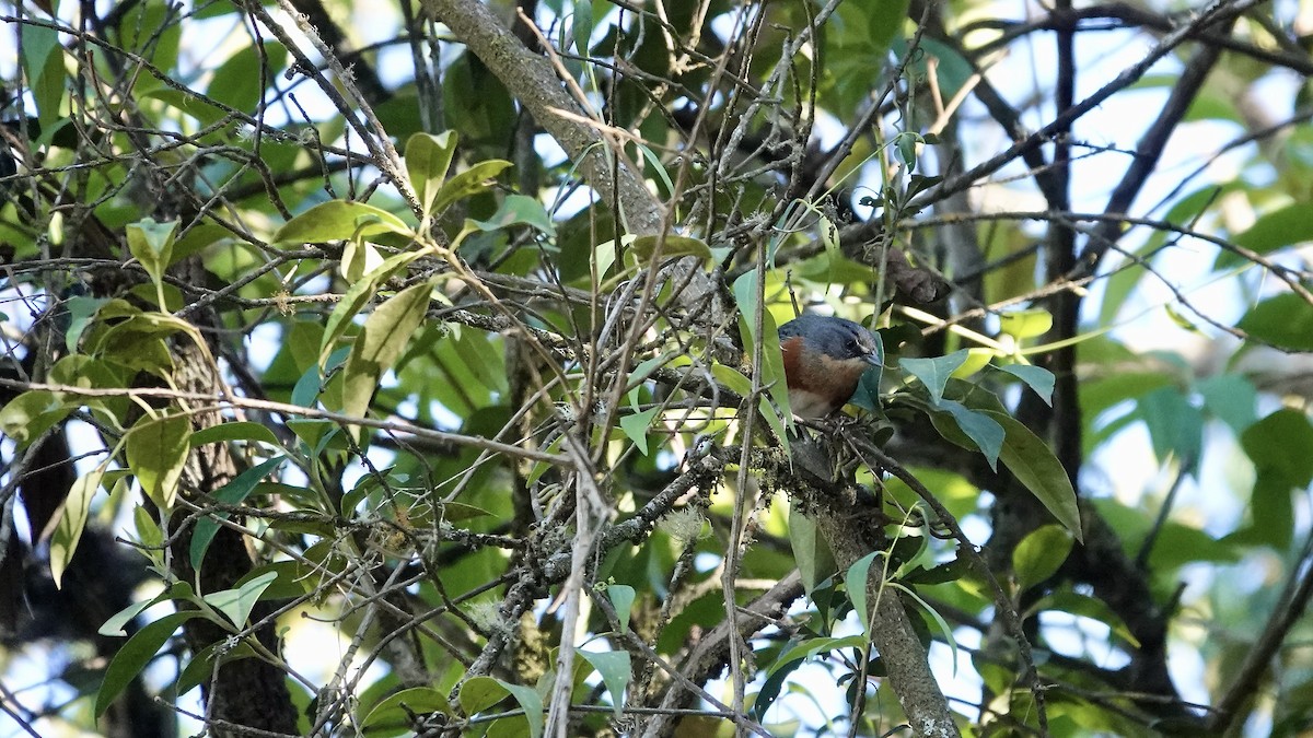 rustgumpspurv - ML644806609