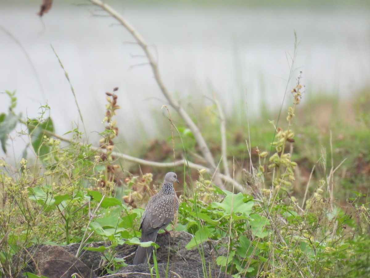 perlekragedue - ML644806614