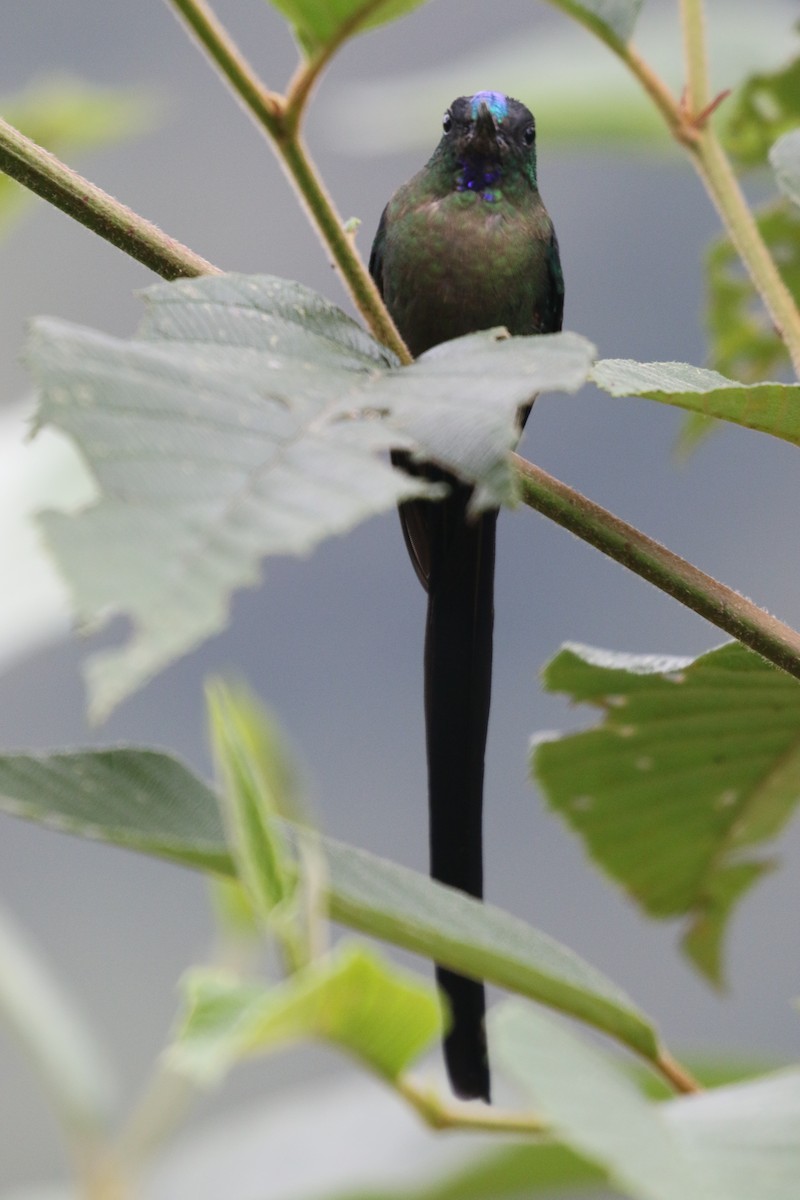 celestsylfe - ML644806615