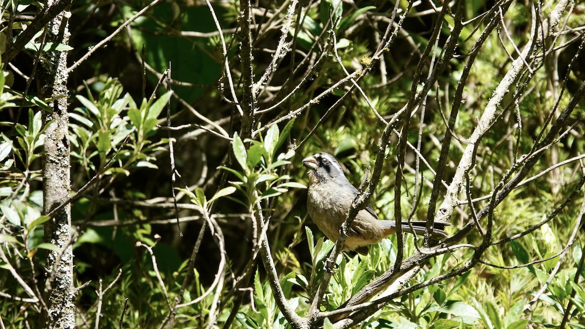 tykknebbsaltator - ML644806621