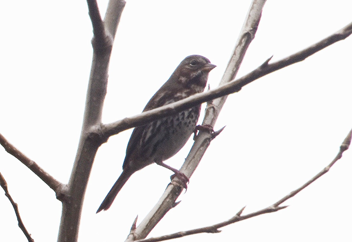 revespurv (iliaca/zaboria) (kanadarevespurv) - ML644806622