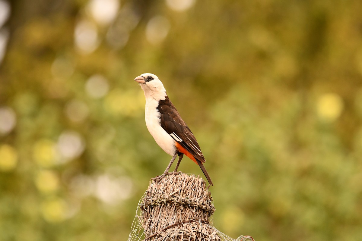 hvithodevever - ML644806625