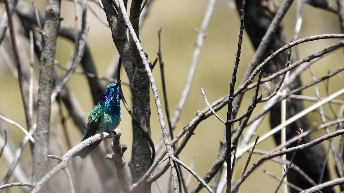 hvitgumpkolibri - ML644806626