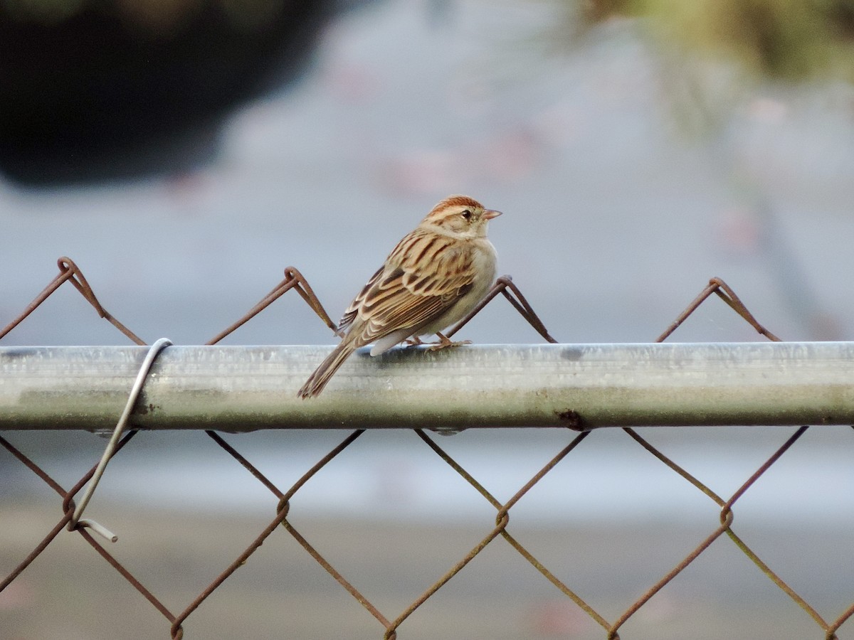 brunissespurv - ML644806628