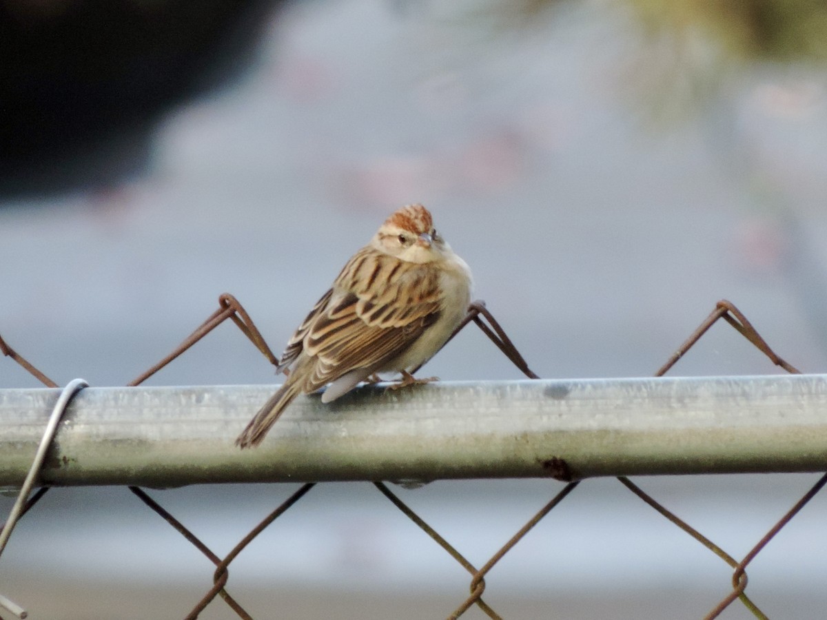 brunissespurv - ML644806629