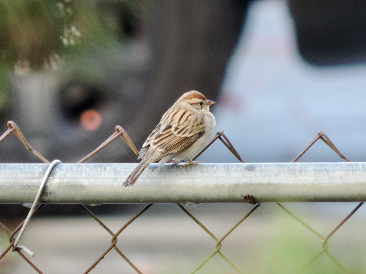 brunissespurv - ML644806630