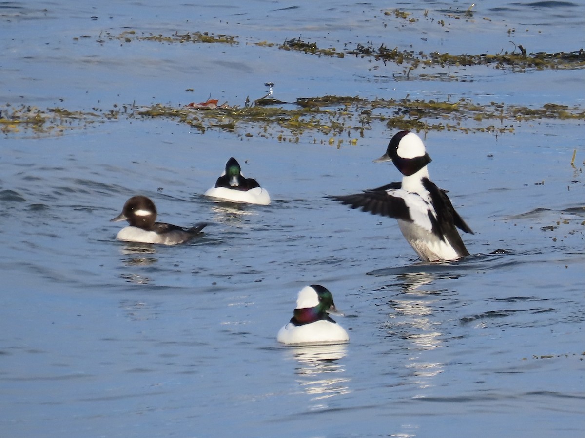 bøffeland - ML644806631