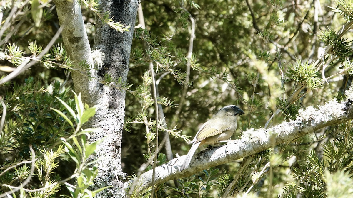 ハシブトイカル - ML644806632