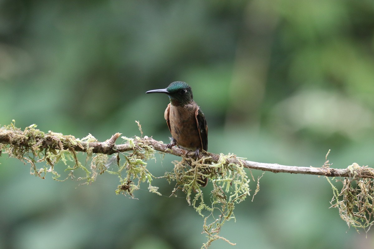 Brillante Pechigamuza - ML644806634