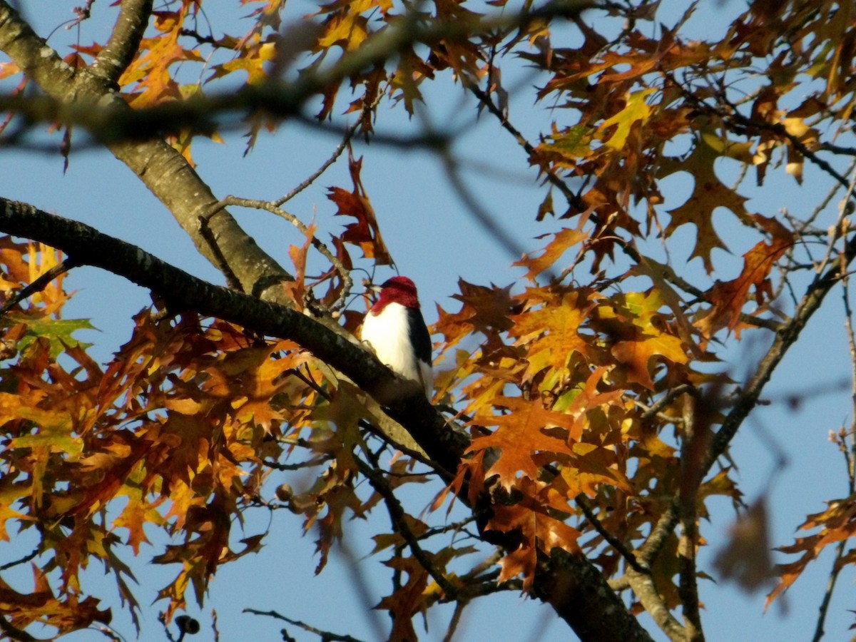 rødhodespett - ML644806635