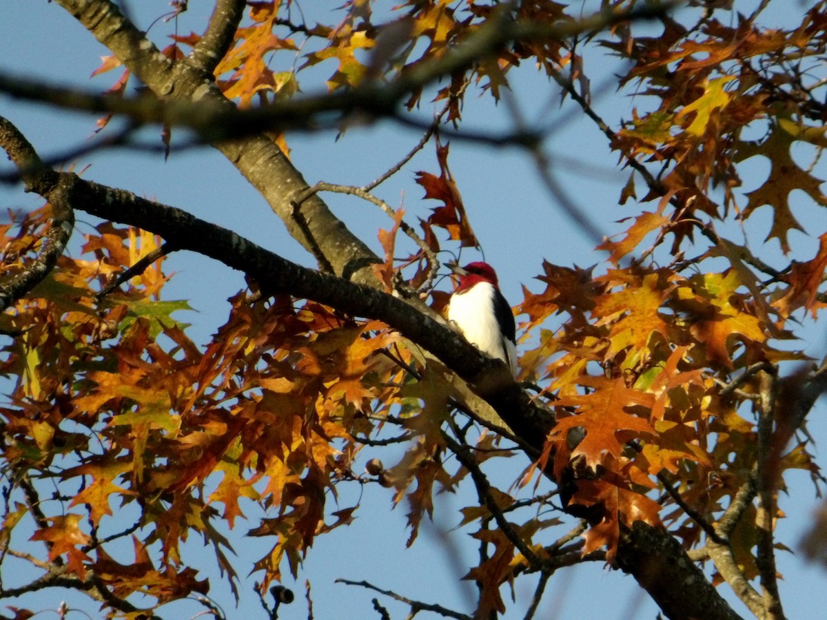 rødhodespett - ML644806636