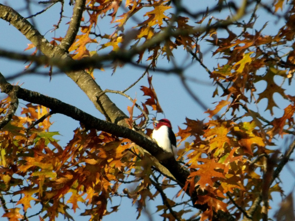 rødhodespett - ML644806637