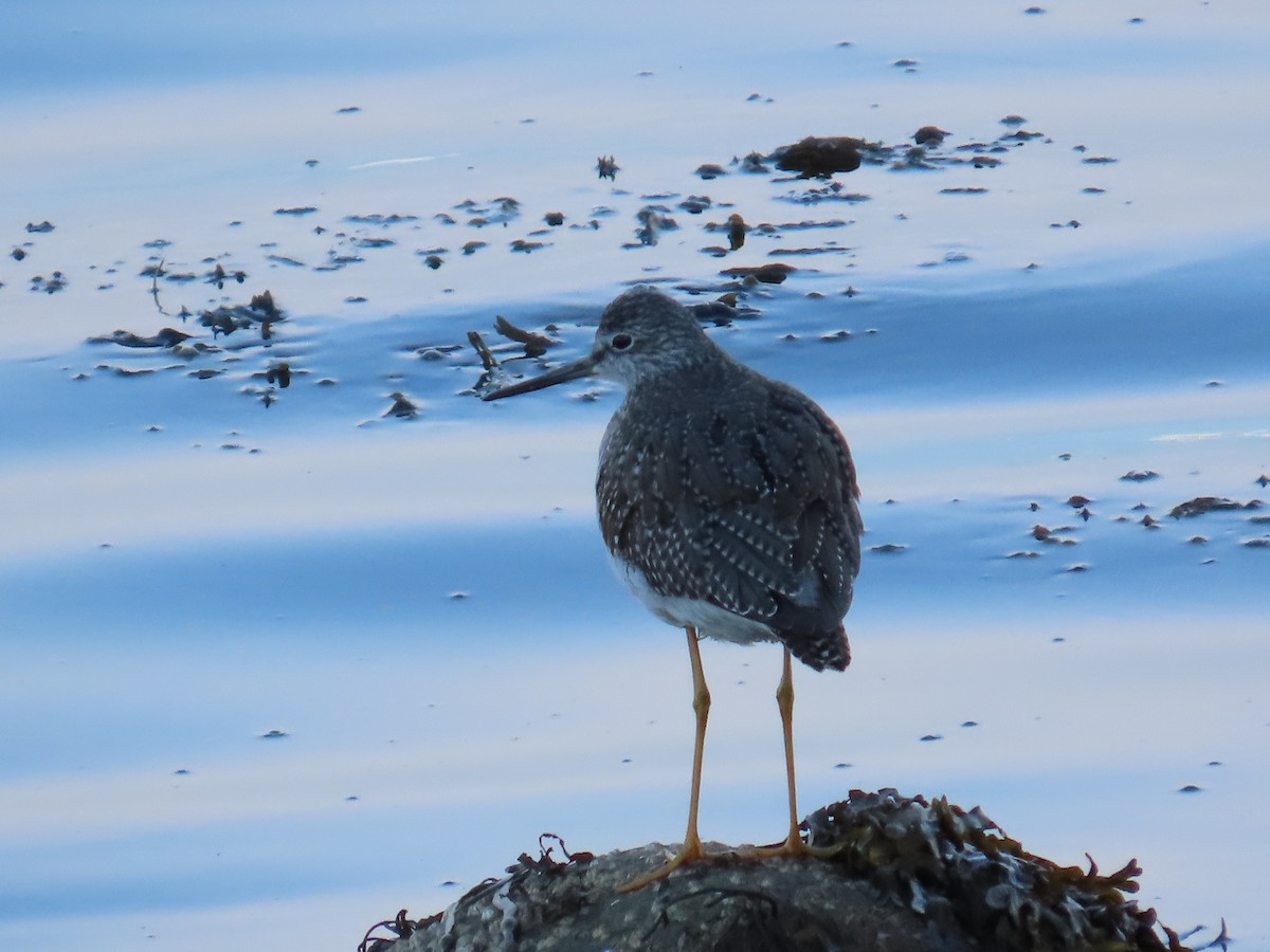 plystresnipe - ML644806639