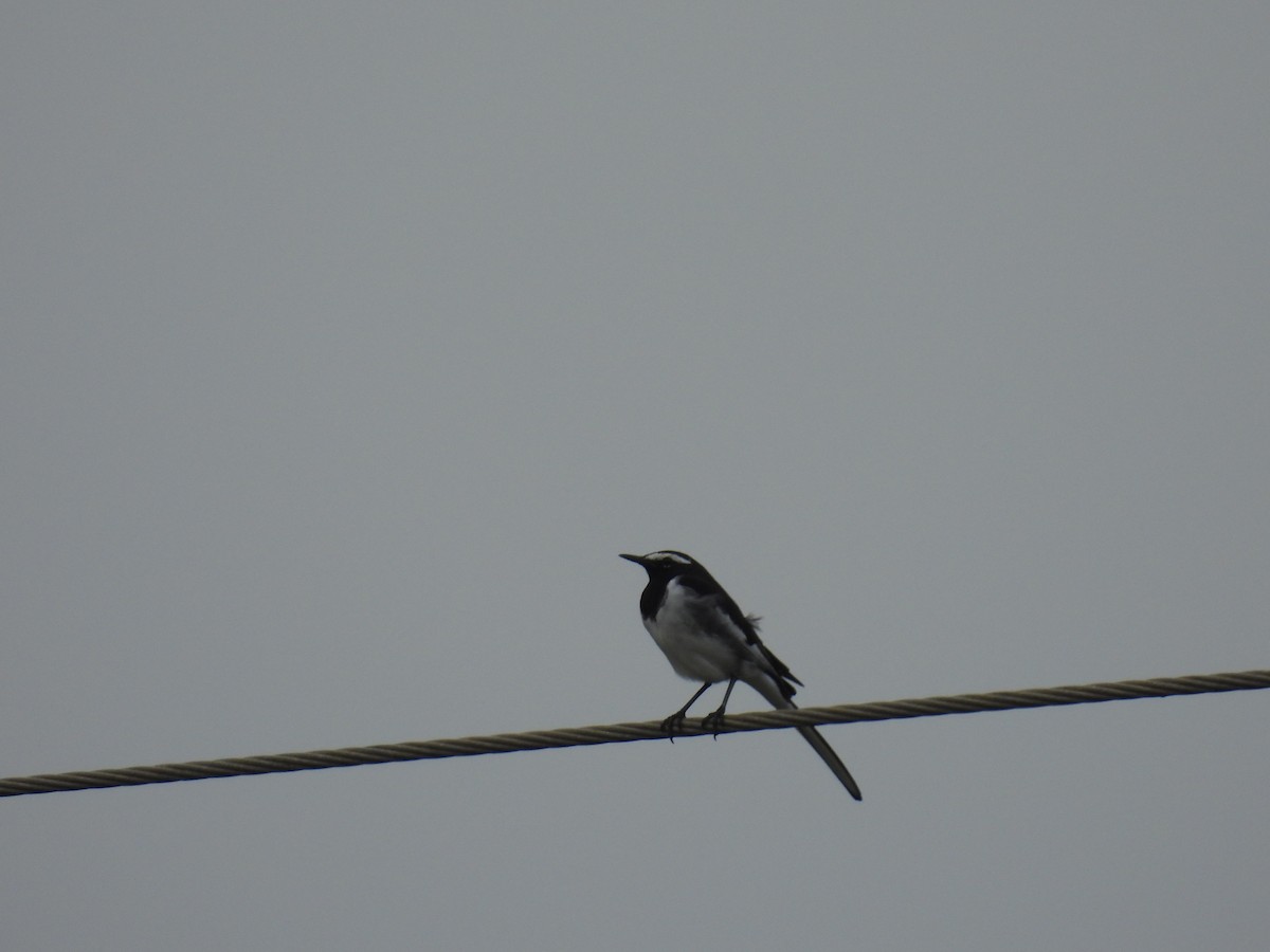 skjæreerle - ML644806640