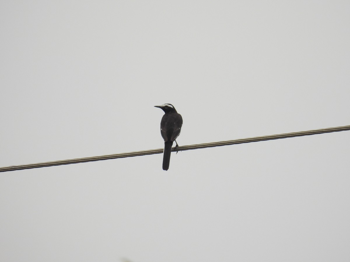 skjæreerle - ML644806641