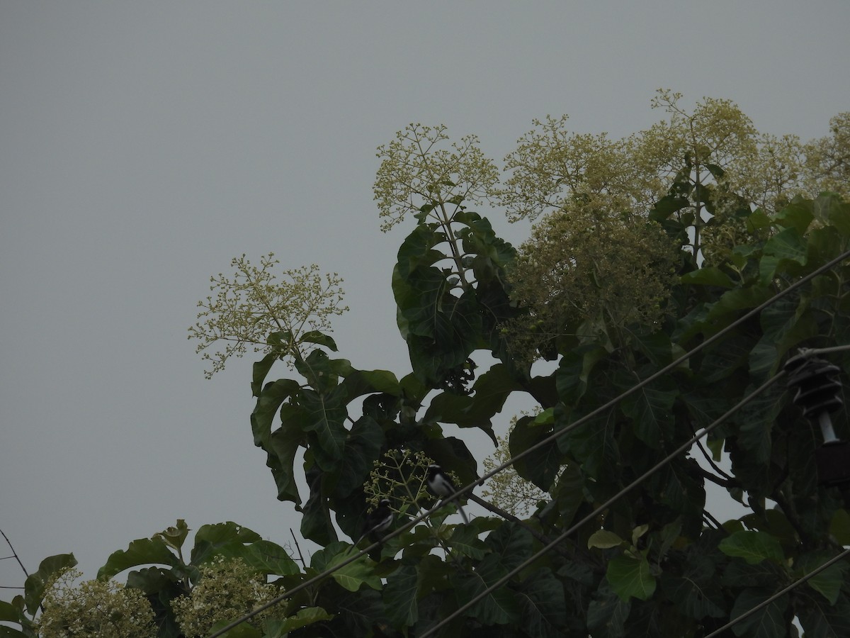 skjæreerle - ML644806642