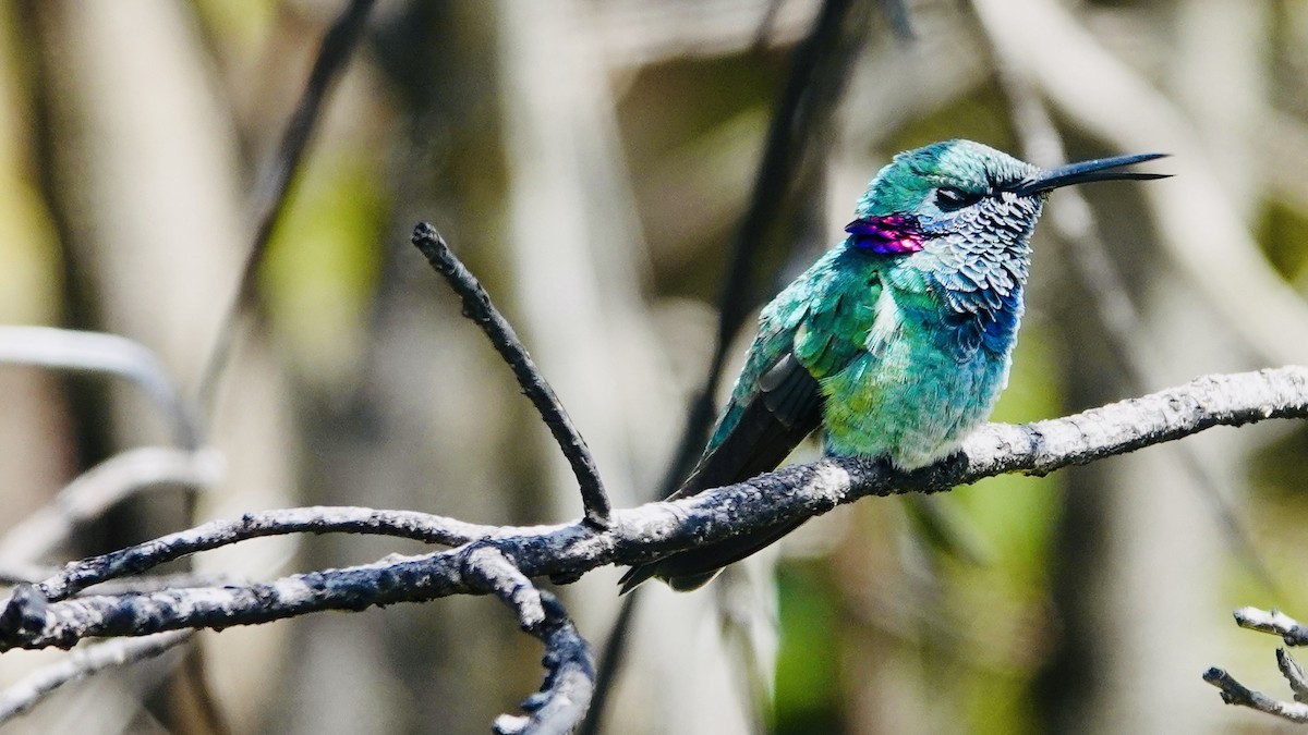 hvitgumpkolibri - ML644806643