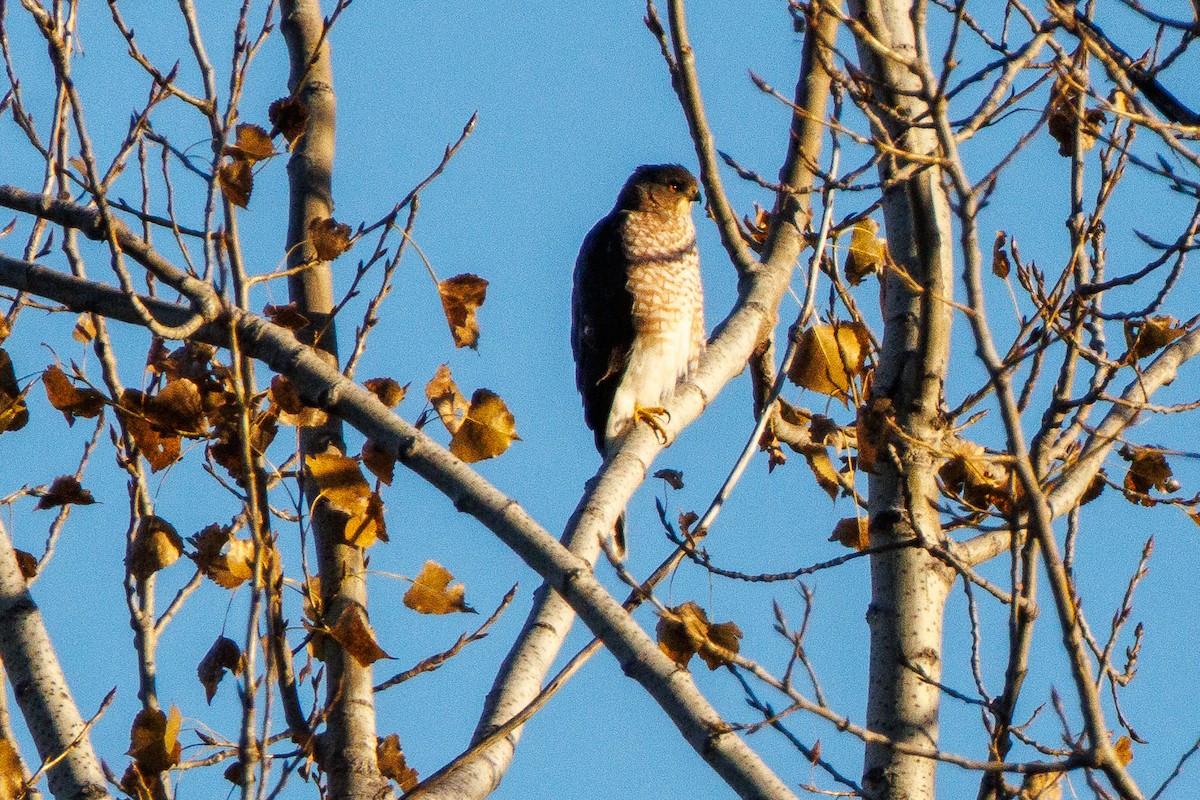 parulahauk/trostehauk - ML644806653