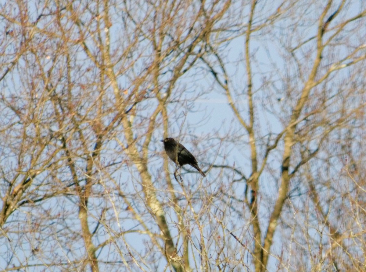 kanadatrupial - ML644806657