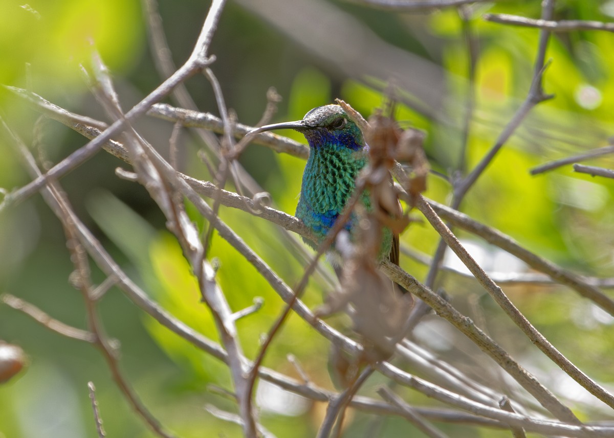 Колібрі синьочеревий - ML644806666