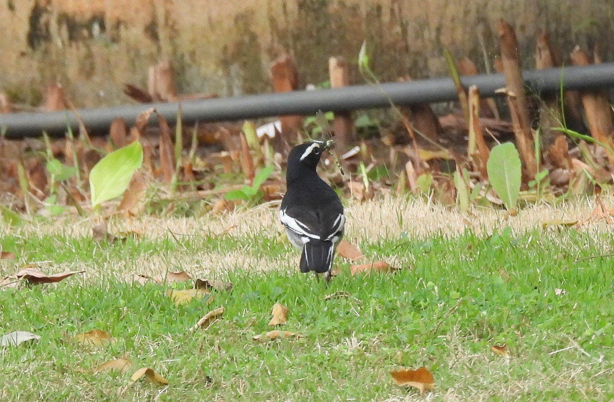 skjæreerle - ML644806668