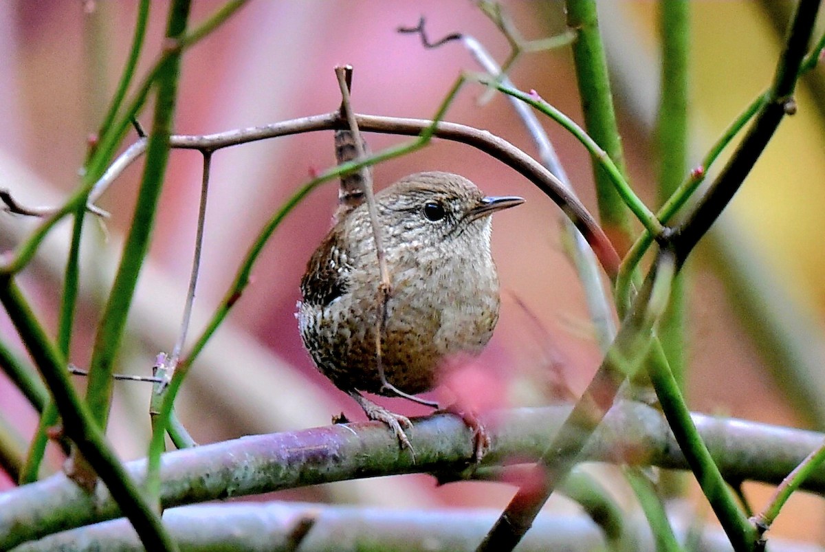 Winter Wren - ML644806683
