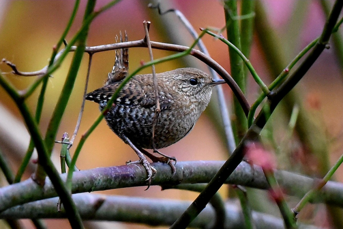 Winter Wren - ML644806684