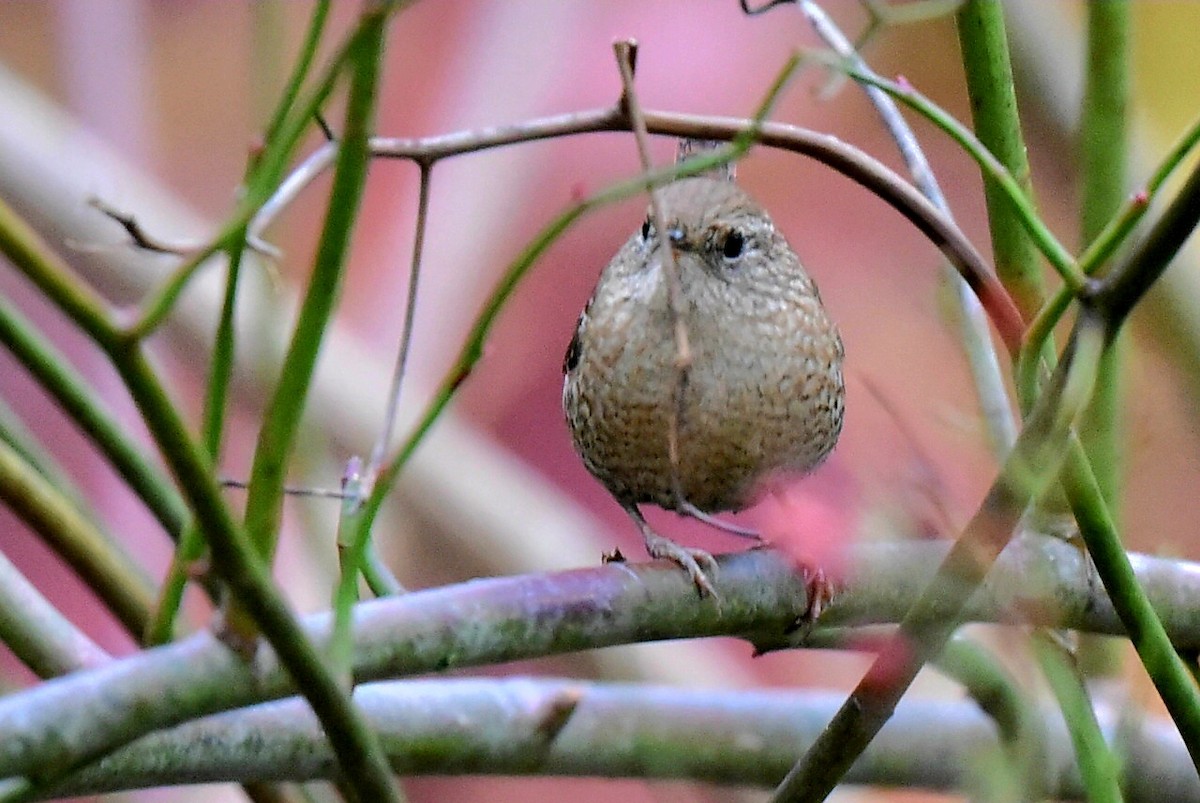 Winter Wren - ML644806685