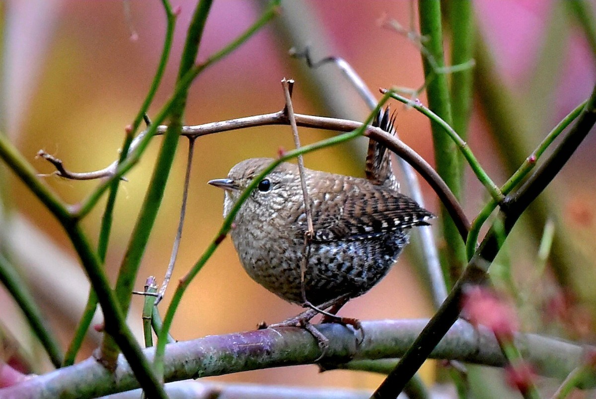 Winter Wren - ML644806686