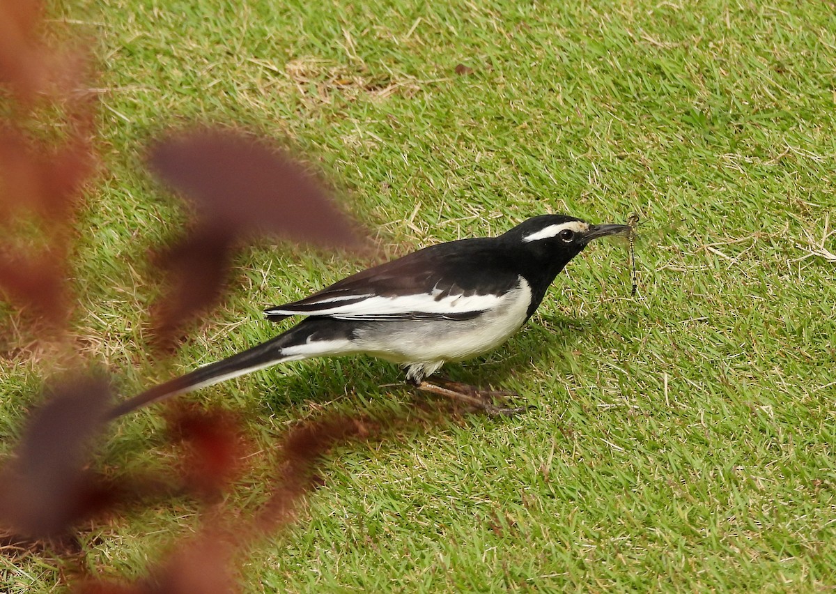 skjæreerle - ML644806688