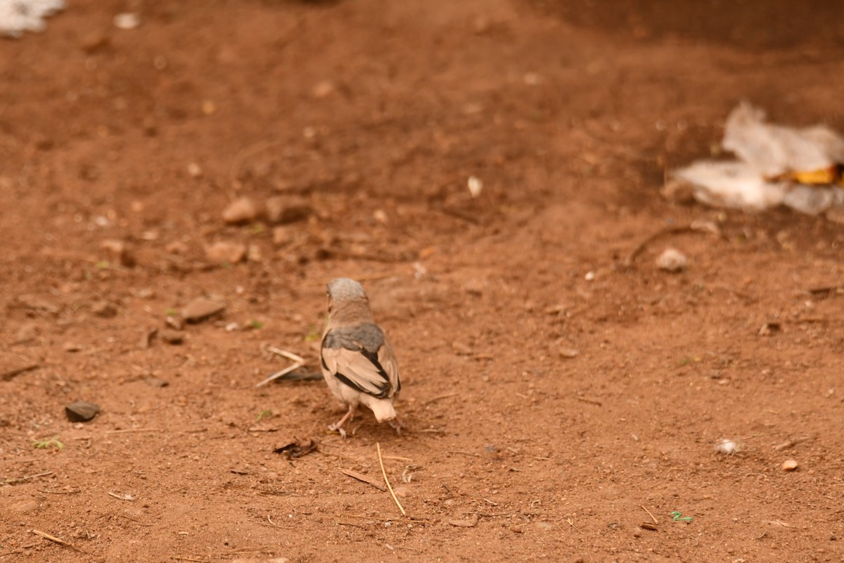 Marmorweber - ML644806695