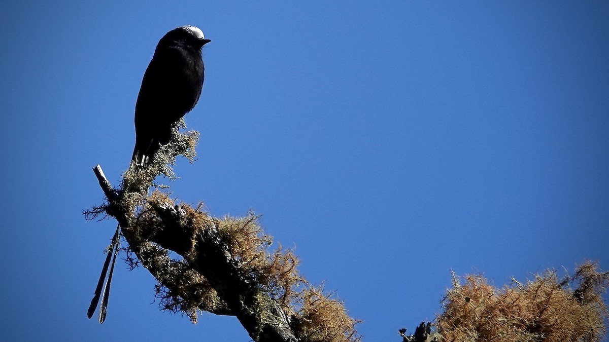 pendeltyrann - ML644806708