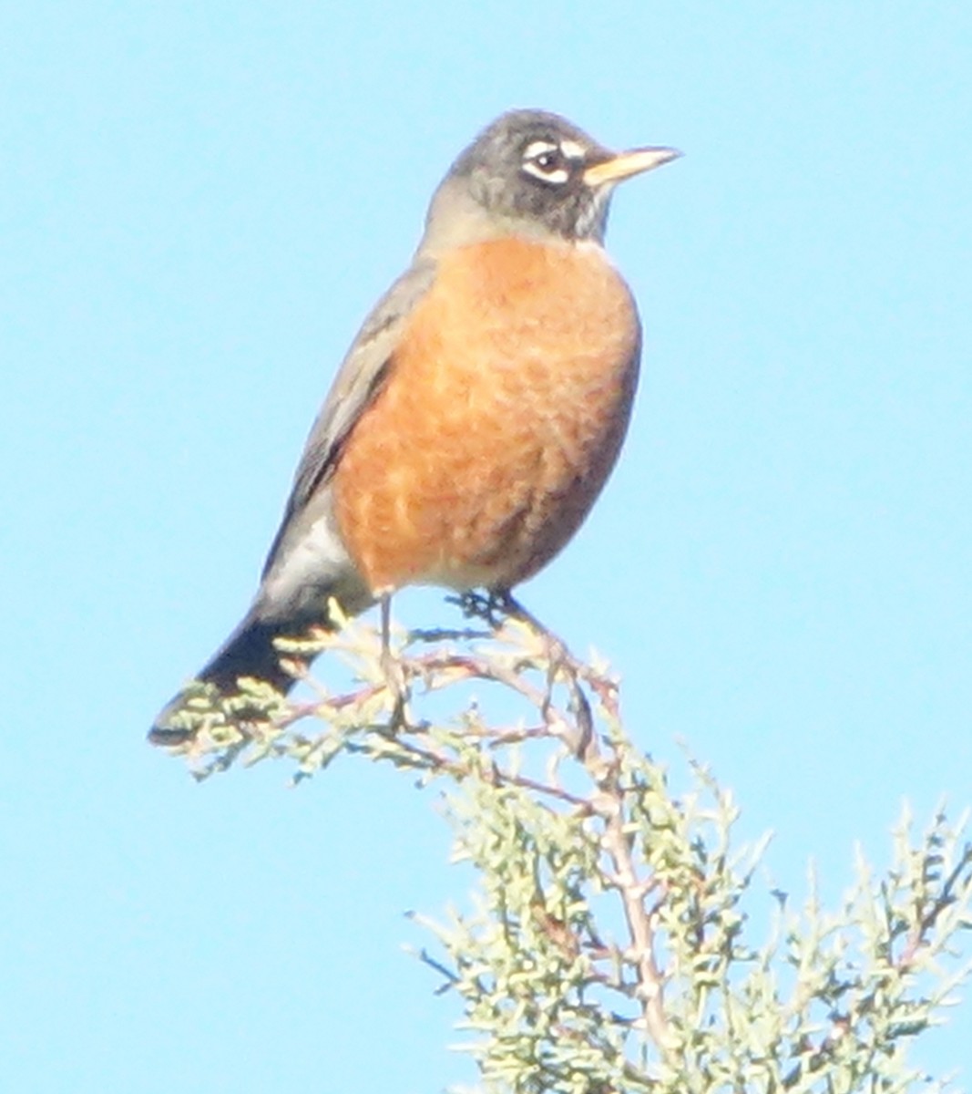 drozd stěhovavý - ML644806710