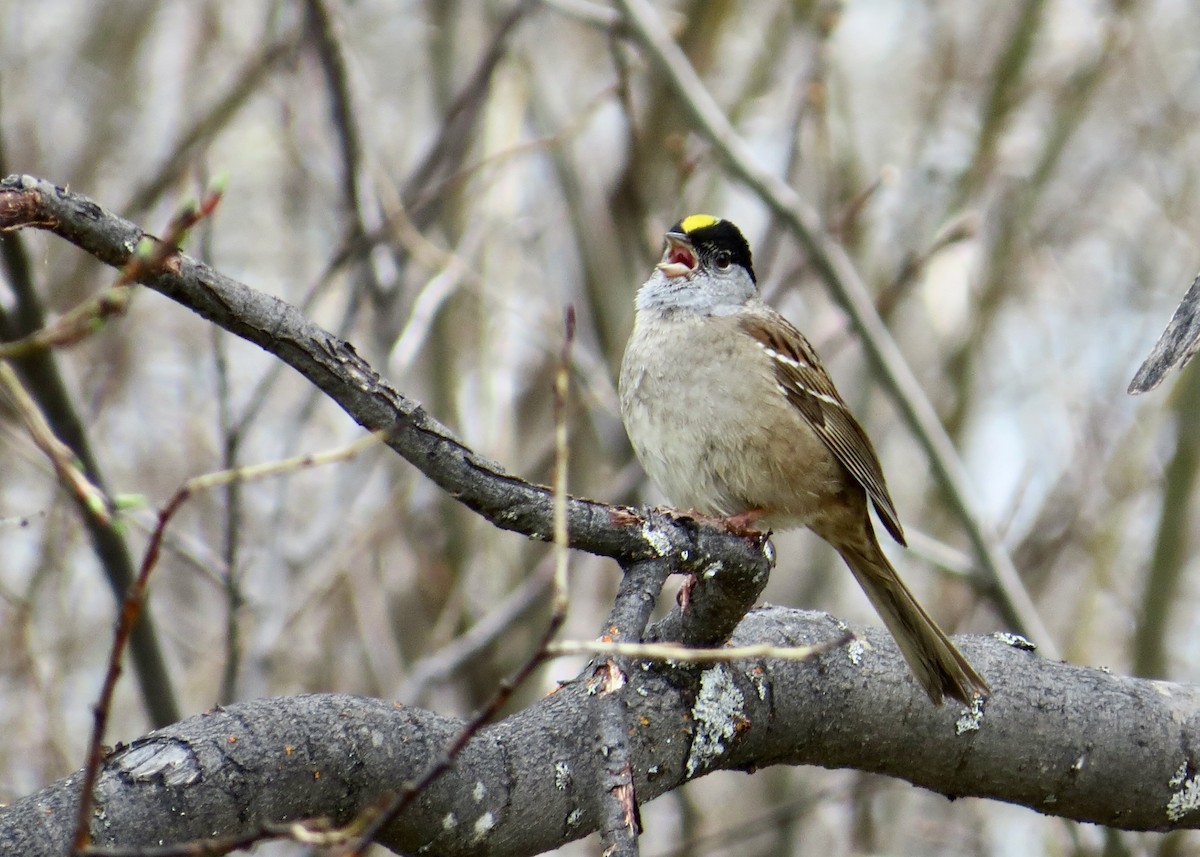 Golden-crowned Sparrow - ML644806711