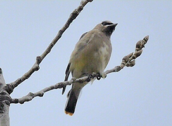Cedar Waxwing - ML644806716