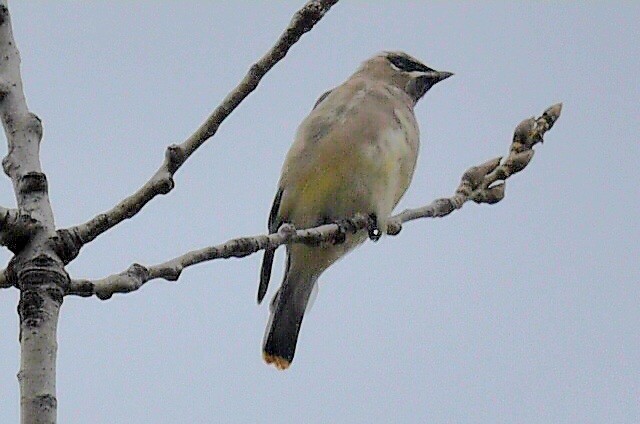 Cedar Waxwing - ML644806717