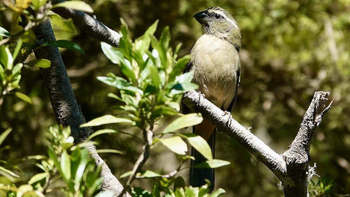 ハシブトイカル - ML644806720