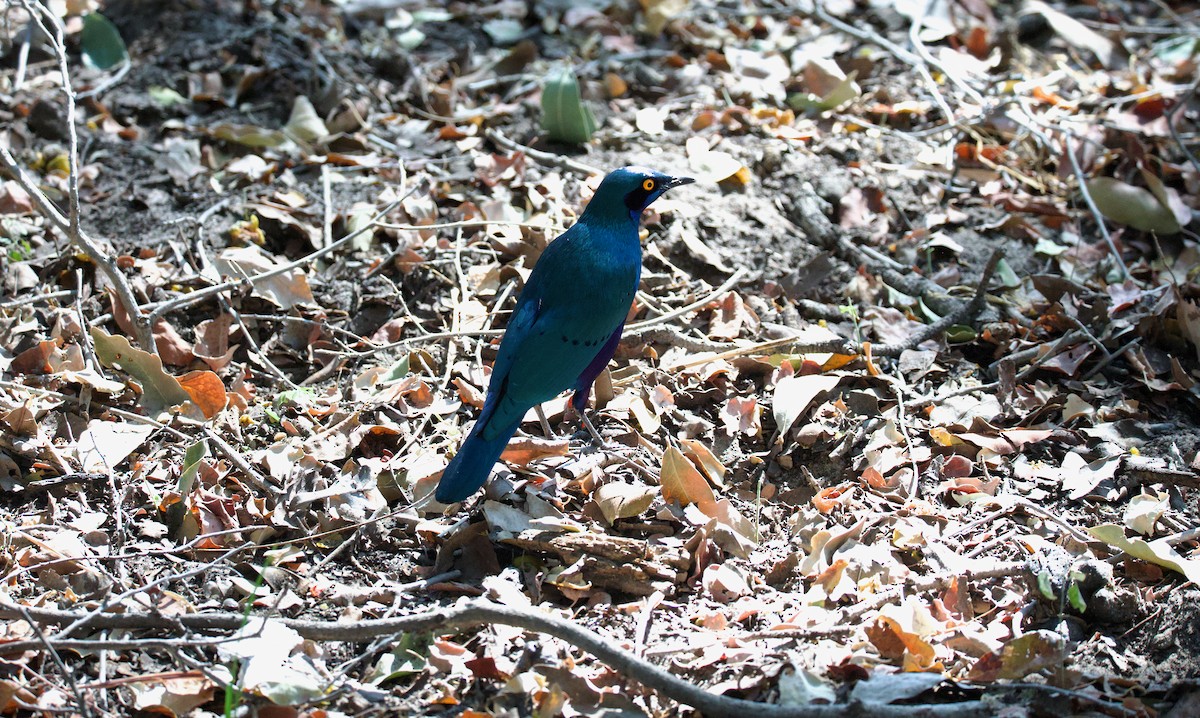 Büyük Mavikulak Sığırcık - ML644806734