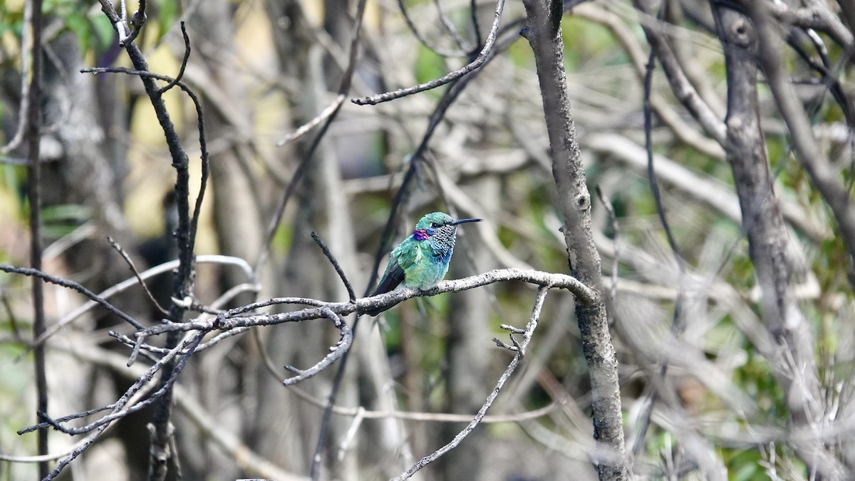 White-vented Violetear - ML644806737