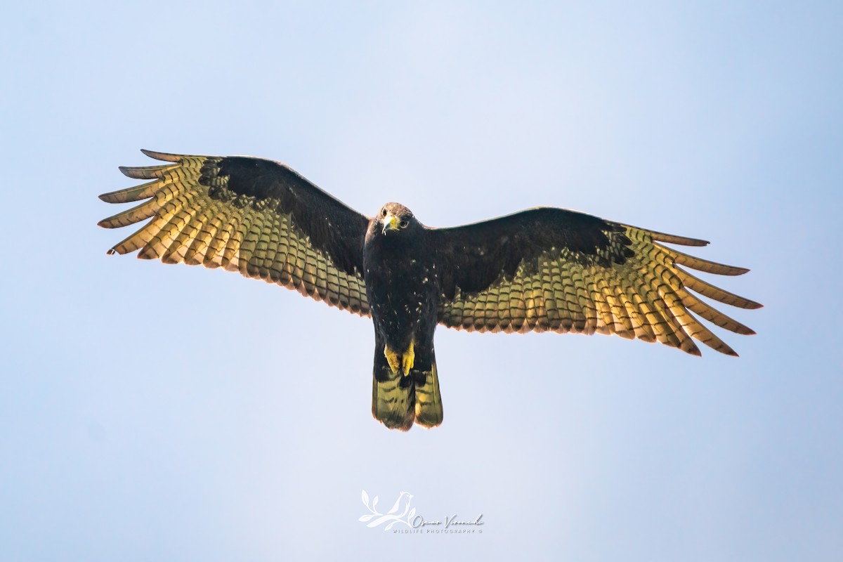 Zone-tailed Hawk - ML644806741