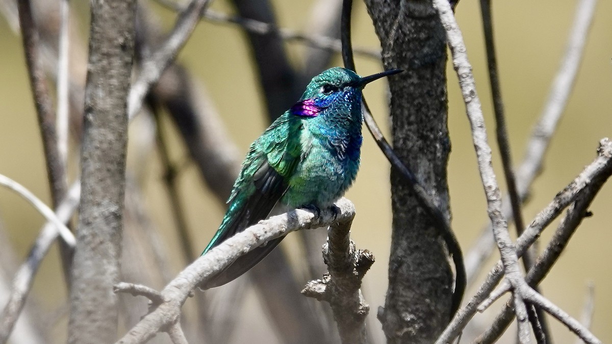 White-vented Violetear - ML644806745