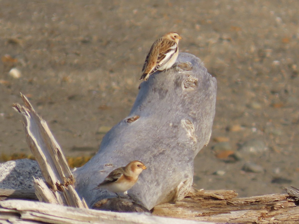 Snow Bunting - ML644806749