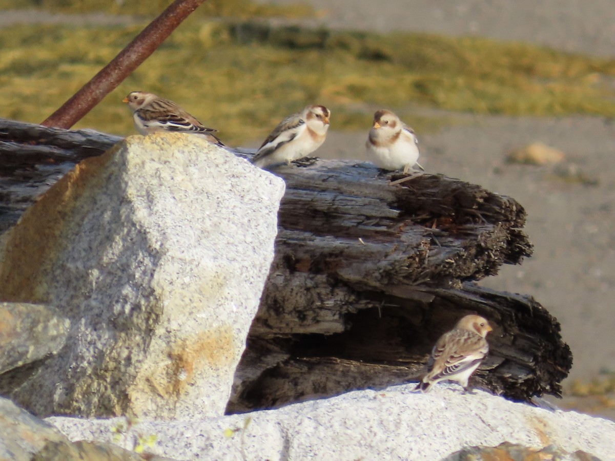 Snow Bunting - ML644806750