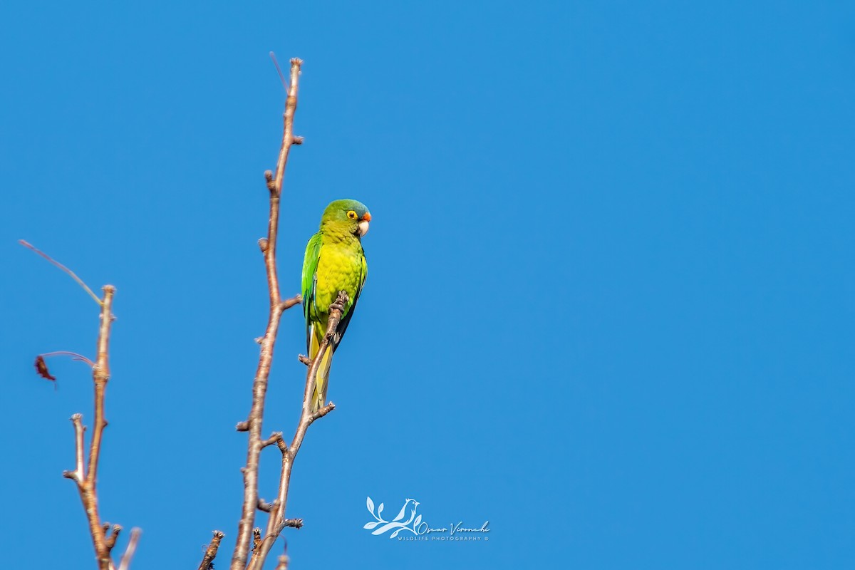 Orange-fronted Parakeet - ML644806752